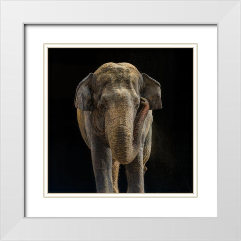 Asian Elephant White Modern Wood Framed Art Print with Double Matting by Mason, Adam