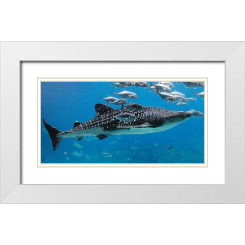 Whale Shark II White Modern Wood Framed Art Print with Double Matting by Highsmith, Carol