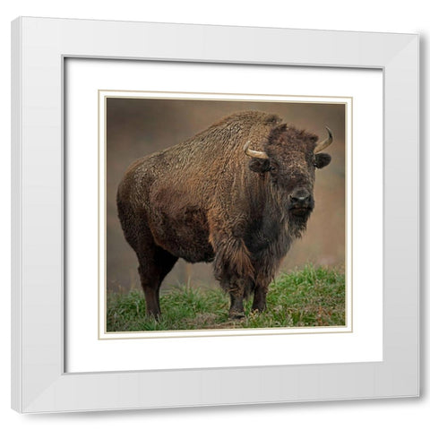 American Bison White Modern Wood Framed Art Print with Double Matting by Alderman, Joe