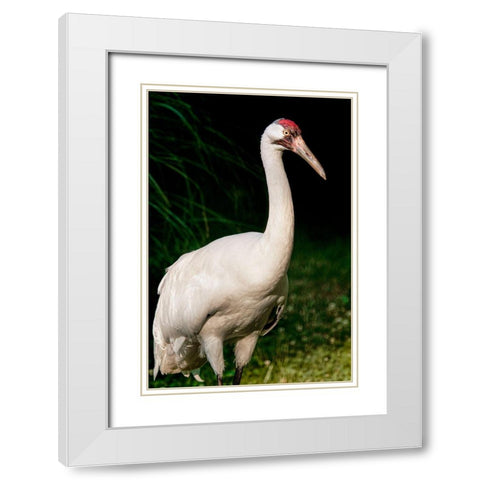 Whooping Crane White Modern Wood Framed Art Print with Double Matting by Smithsonian Institution