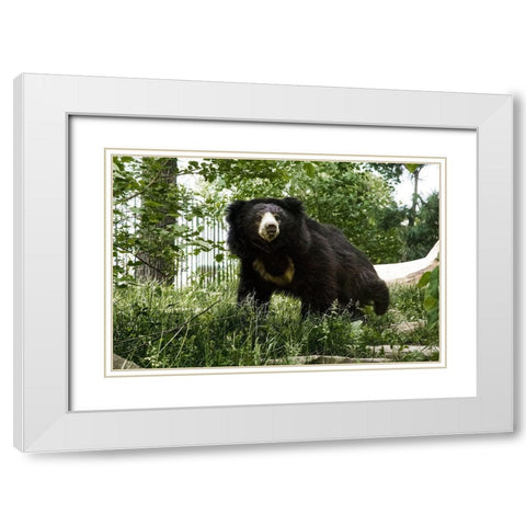 Sloth Bear White Modern Wood Framed Art Print with Double Matting by Murphy, Mehgan