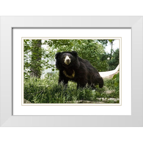 Sloth Bear White Modern Wood Framed Art Print with Double Matting by Murphy, Mehgan