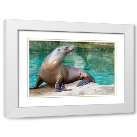 California Sea Lion  White Modern Wood Framed Art Print with Double Matting by Murphy, Mehgan