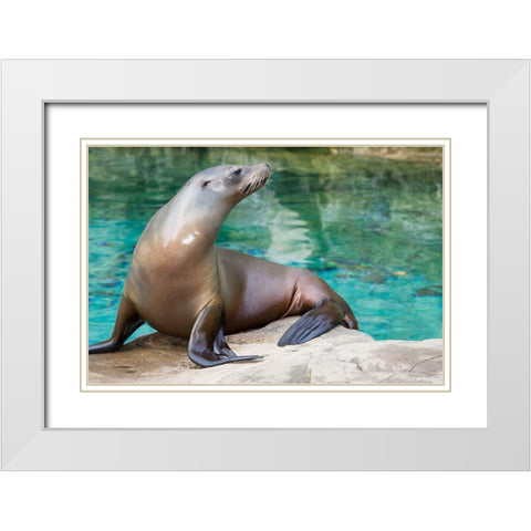 California Sea Lion  White Modern Wood Framed Art Print with Double Matting by Murphy, Mehgan