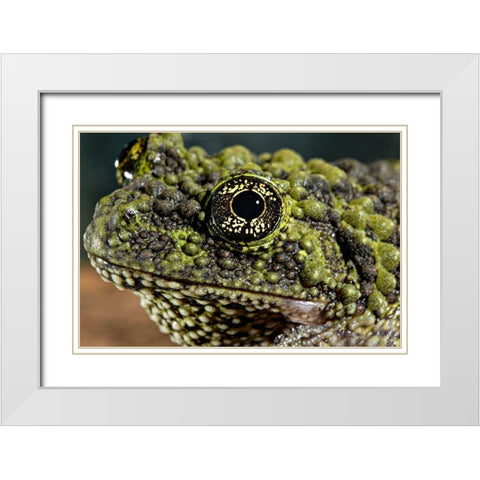 Vietnamese Mossy Frog White Modern Wood Framed Art Print with Double Matting by Smithsonian Institution