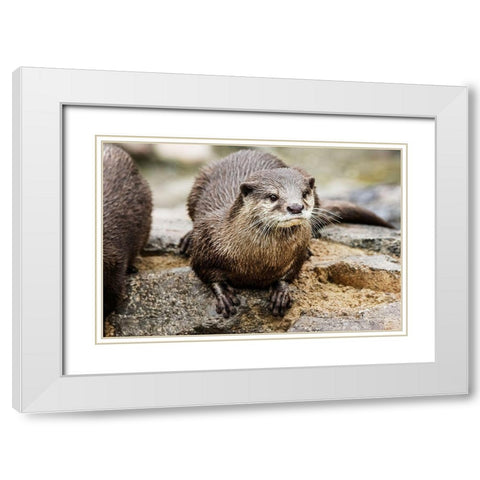 Asian Small-clawed Otter White Modern Wood Framed Art Print with Double Matting by Murphy, Mehgan