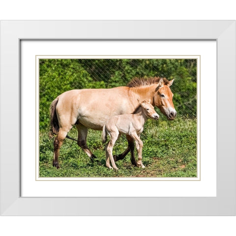 Horse White Modern Wood Framed Art Print with Double Matting by Cohen, Jessie