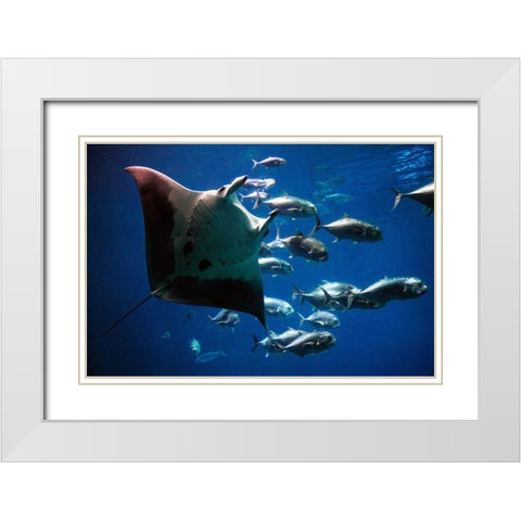 Devil Ray White Modern Wood Framed Art Print with Double Matting by Highsmith, Carol