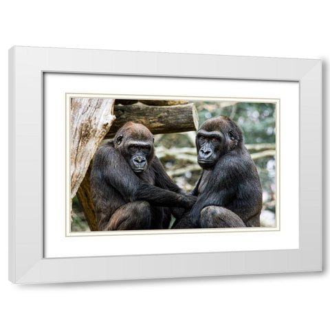 Lowland Gorilla  White Modern Wood Framed Art Print with Double Matting by Murphy, Mehgan