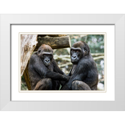 Lowland Gorilla  White Modern Wood Framed Art Print with Double Matting by Murphy, Mehgan
