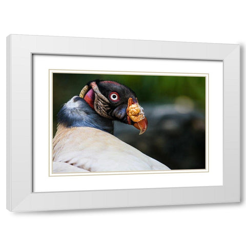 King Vulture White Modern Wood Framed Art Print with Double Matting by Animal Photography