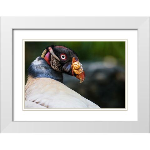 King Vulture White Modern Wood Framed Art Print with Double Matting by Animal Photography