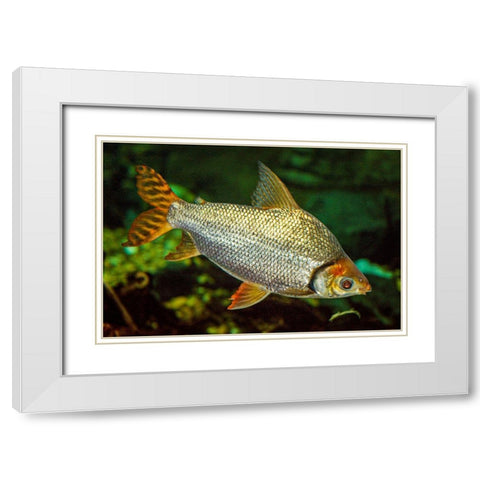 Flagtail Characin  White Modern Wood Framed Art Print with Double Matting by Carignan, Christa