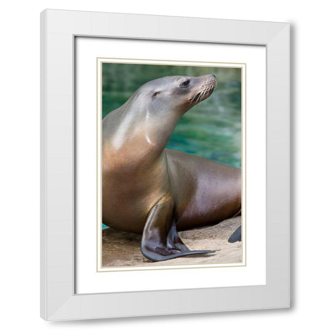 California Sea Lion  White Modern Wood Framed Art Print with Double Matting by Murphy, Mehgan