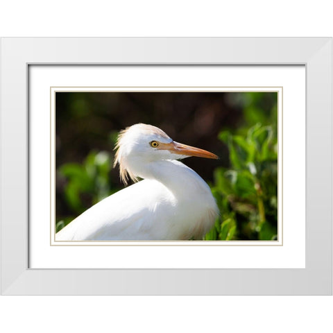 Snowy Egret White Modern Wood Framed Art Print with Double Matting by NASA