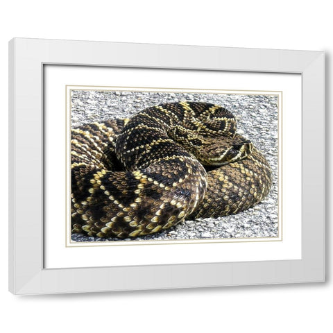 Snake White Modern Wood Framed Art Print with Double Matting by NASA