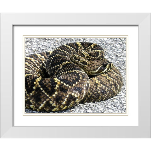 Snake White Modern Wood Framed Art Print with Double Matting by NASA