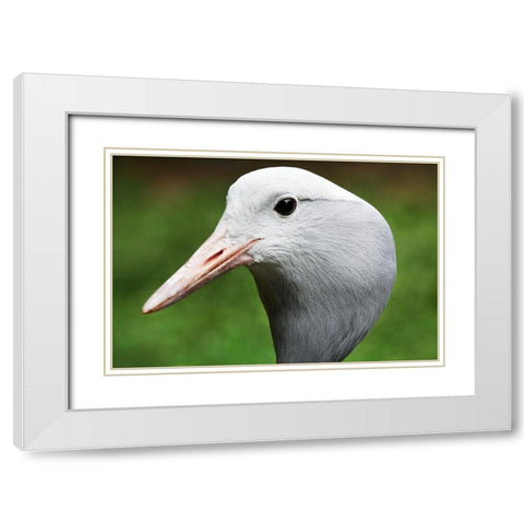 Stanley Crane White Modern Wood Framed Art Print with Double Matting by Smithsonian Institution