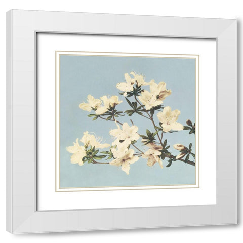 Vintage Japanese azaleas White Modern Wood Framed Art Print with Double Matting by Kazumasa, Ogawa
