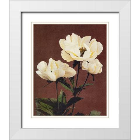 Haerdaceous Peony White Modern Wood Framed Art Print with Double Matting by Kazumasa, Ogawa