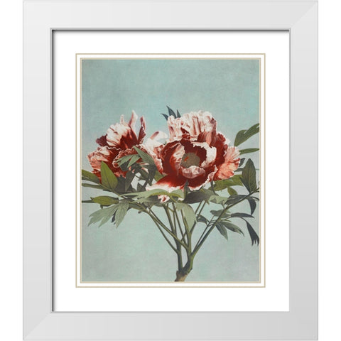 Tree Peony White Modern Wood Framed Art Print with Double Matting by Kazumasa, Ogawa