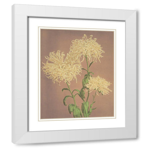 Three Yellow Chrysanthemums White Modern Wood Framed Art Print with Double Matting by Kazumasa, Ogawa
