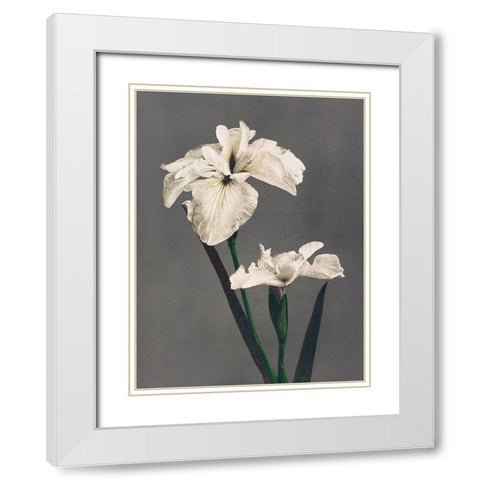 Iris Kaempferi II White Modern Wood Framed Art Print with Double Matting by Kazumasa, Ogawa