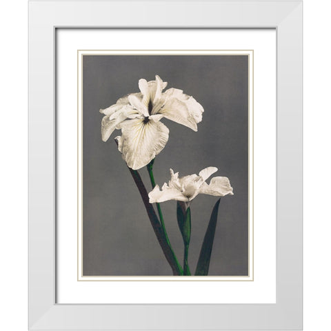 Iris Kaempferi II White Modern Wood Framed Art Print with Double Matting by Kazumasa, Ogawa