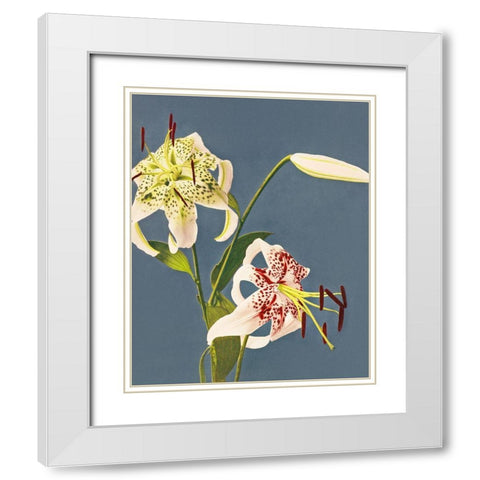 Lilies collotype from Japan White Modern Wood Framed Art Print with Double Matting by Kazumasa, Ogawa