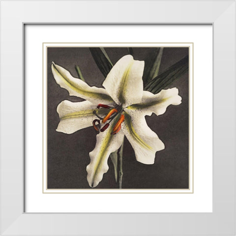 Lily VI White Modern Wood Framed Art Print with Double Matting by Kazumasa, Ogawa