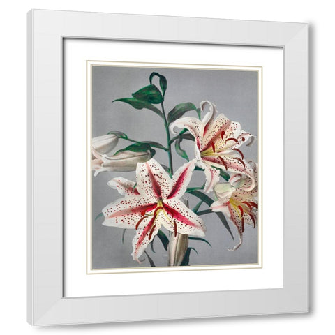 Lily VII White Modern Wood Framed Art Print with Double Matting by Kazumasa, Ogawa