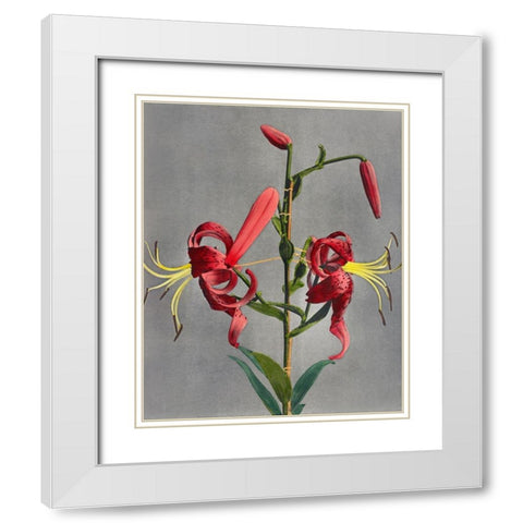 Lily VIII White Modern Wood Framed Art Print with Double Matting by Kazumasa, Ogawa