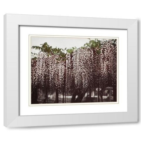 Wistaria Chinensis White Modern Wood Framed Art Print with Double Matting by Kazumasa, Ogawa