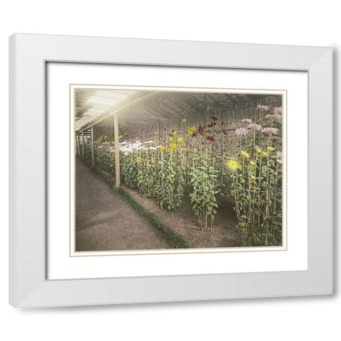 Chrysanthemum Garden II White Modern Wood Framed Art Print with Double Matting by Kazumasa, Ogawa
