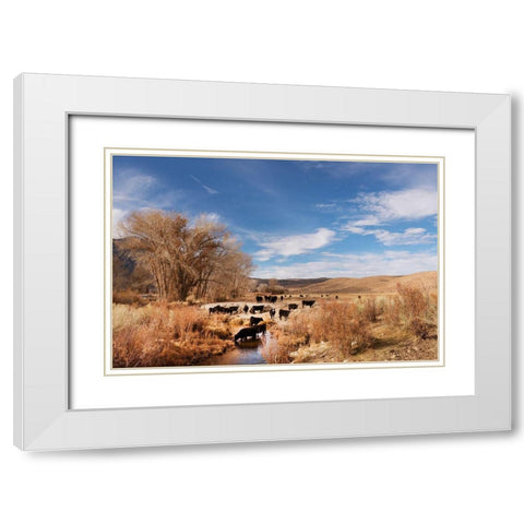 Cattle grazing in a meadow-Bishop-Mono County-California White Modern Wood Framed Art Print with Double Matting by Highsmith, Carol