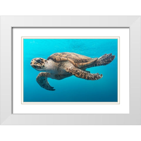A Turtle at the Texas State Aquarium in Corpus Christi White Modern Wood Framed Art Print with Double Matting by Highsmith, Carol