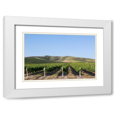 California Vineyards White Modern Wood Framed Art Print with Double Matting by Highsmith, Carol