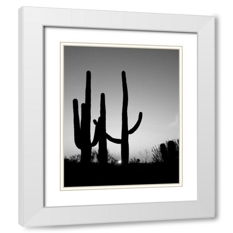 Saguaro Cactus near Tucson-Arizona White Modern Wood Framed Art Print with Double Matting by Highsmith, Carol