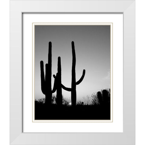 Saguaro Cactus near Tucson-Arizona White Modern Wood Framed Art Print with Double Matting by Highsmith, Carol