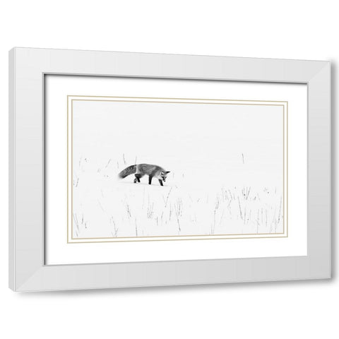 Red Fox-Yellowstone National Park Wyoming White Modern Wood Framed Art Print with Double Matting by Highsmith, Carol