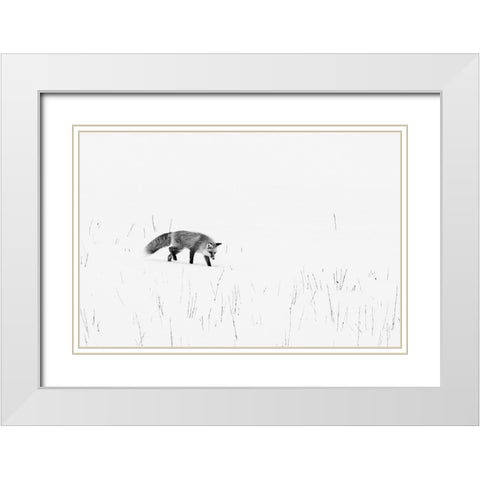 Red Fox-Yellowstone National Park Wyoming White Modern Wood Framed Art Print with Double Matting by Highsmith, Carol