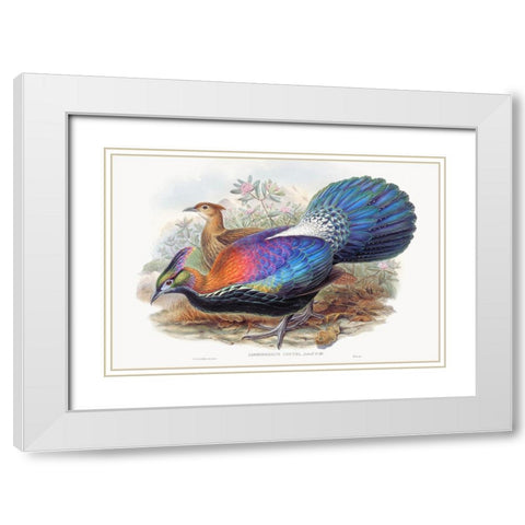 Lophophorus LHuysi White Modern Wood Framed Art Print with Double Matting by Gould, John