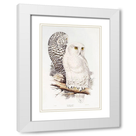 Snowy Owl White Modern Wood Framed Art Print with Double Matting by Gould, John