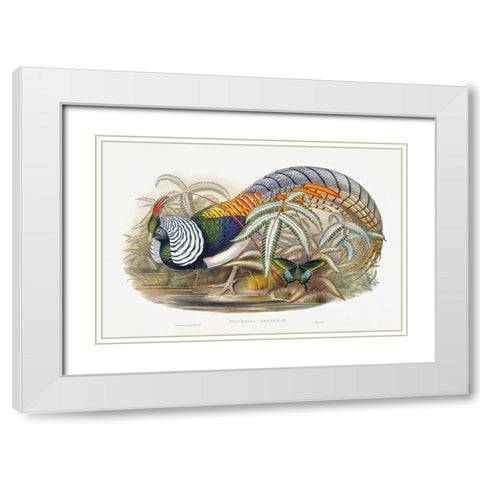 Thaumalea Amherstiae White Modern Wood Framed Art Print with Double Matting by Gould, John