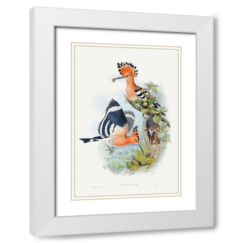 Heliomaster Angelae White Modern Wood Framed Art Print with Double Matting by Gould, John
