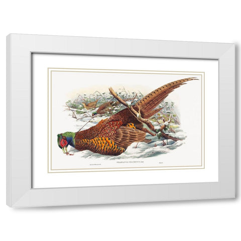 Phasianus colchicus-Ring-necked Pheasant White Modern Wood Framed Art Print with Double Matting by Gould, John