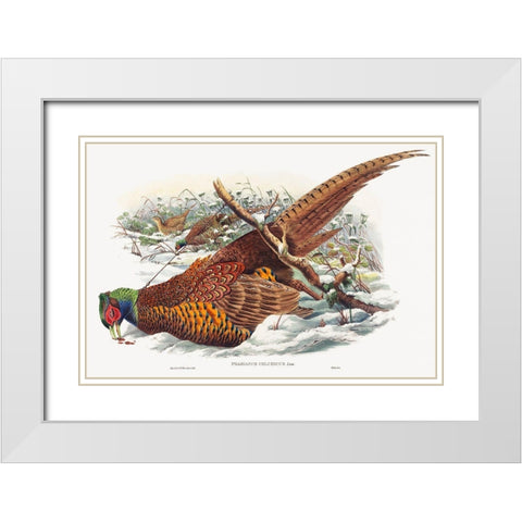 Phasianus colchicus-Ring-necked Pheasant White Modern Wood Framed Art Print with Double Matting by Gould, John