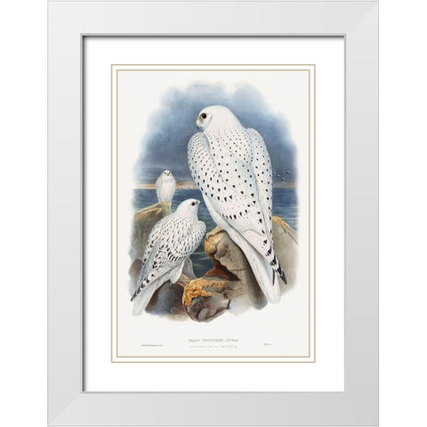 Greenland Falcon White Modern Wood Framed Art Print with Double Matting by Gould, John