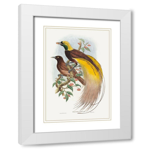 Bird of Paradise-Paradisea apoda White Modern Wood Framed Art Print with Double Matting by Gould, John