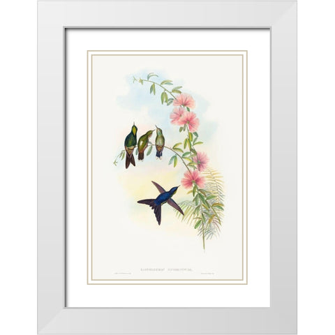 Ramphomicron microrhyncha-Small-billed Thornbill White Modern Wood Framed Art Print with Double Matting by Gould, John